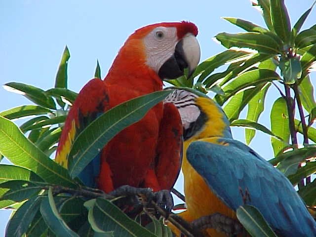 Safari Amazônico